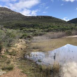 Strange spot for a camera trap! (dam levels rose considerably…)